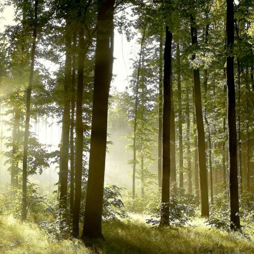 Forest Light